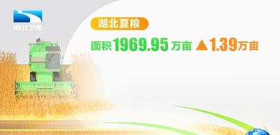 2025年湖北夏粮总产99.02亿斤 单产创历史新高