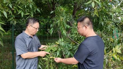 孝感云梦：小小碧根果 结出乡村振兴“金果果”