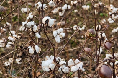 孝感云梦：棉花种植“开挂”！轻简+机收，“节本+增效”双丰收