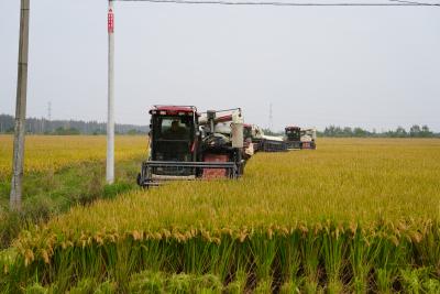 孝感云梦：“吨半粮田”水稻测产传捷报 亩产湿谷达2086斤