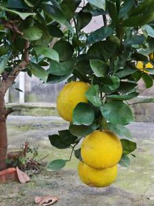 柚黄橘绿染初冬 田园云梦有诗行