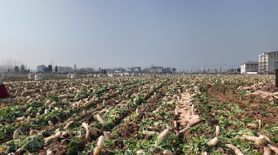 云梦县清明河乡：订单护航+多元种植 让土地生金助乡村振兴