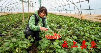 【新春走基层】新街镇草莓口感丝滑 供不应求