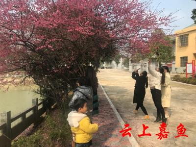 高铁岭镇石泉村：正是梅花绽放时 秀美鲁家“共同缔造”  