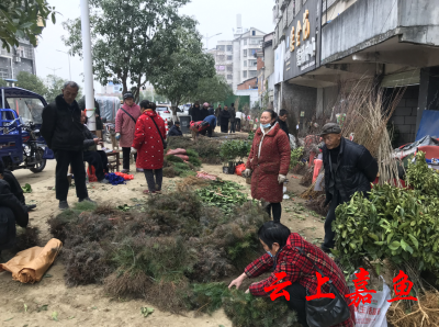 嘉鱼：苗木市场品种繁多 交易火爆
