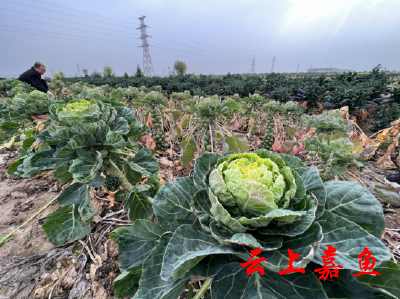 乡村振兴中的“嘉鱼种力”——嘉鱼解码种子“芯片”打造种业创新高地