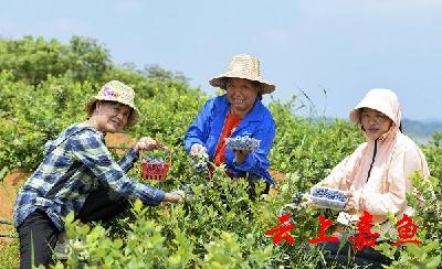 湖北嘉鱼：在高铁岭“柚”见虾稻，遇见“莓”好