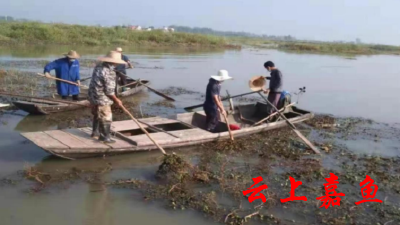 潘家湾镇组织开展水葫芦集中清理行动