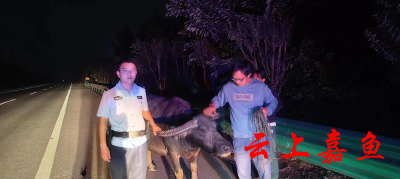 嘉鱼公安：黄牛夜间逛国道 警民合力排险情