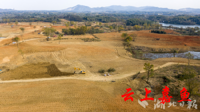 湖北嘉鱼：种植金银花 荒山变“金山”