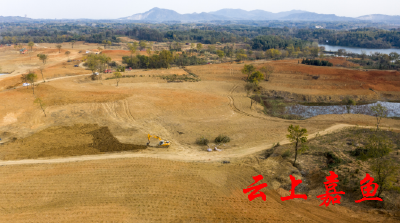 高铁岭镇：种植金银花 荒山变“金山”