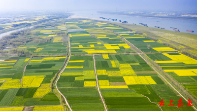 鱼岳镇护县洲村：春色润笔油菜花田“画春天”