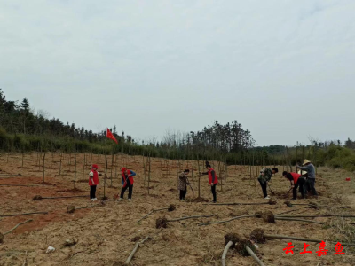 高铁岭镇白果树村：春季义务植树村庄增添新绿