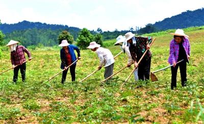 种草药 带民富