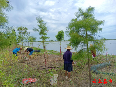 潘家湾镇积极开展福寿螺专项清理行动