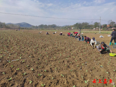 官桥镇舒桥村：昔日荒山变蔬菜基地