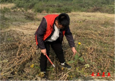 高铁岭镇：清除“一枝黄花” 筑牢生态安全屏障