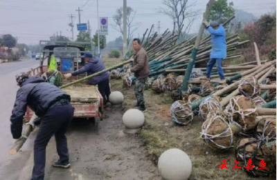 高铁岭镇：“美丽路肩”植绿树 打造幸福乡村路