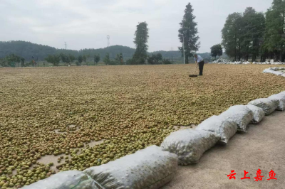 官桥镇万亩油茶基地新茶油上市 预计可产3万斤