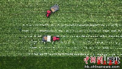湖北嘉鱼攥紧种子“芯片” 助力拎稳“菜篮子”