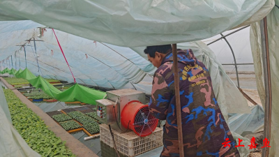 嘉鱼富德蔬菜：小小菜苗闯市场数质齐升订单旺