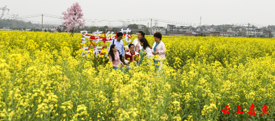嘉鱼县老年大学“春日雅集”经典诵读走进油菜花海