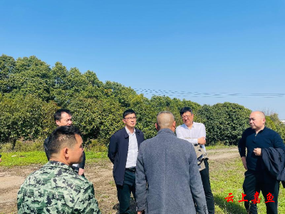 县领导赴鱼岳镇、高铁岭镇、陆溪镇开展综合调研