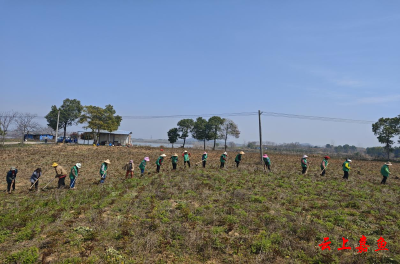 【实施产业倍增 聚焦支点建设】陆溪镇虎山村：田间药材管护忙 乡村振兴有良方