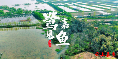 鹭见嘉鱼