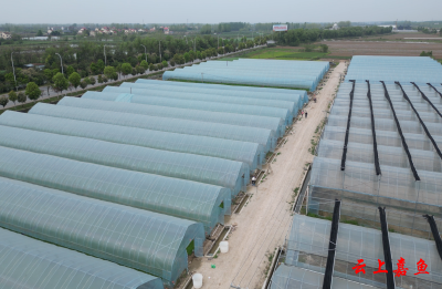 【实施产业倍增 聚焦支点建设】嘉鱼：首批集中育秧水稻苗即将移栽