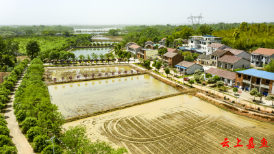 官桥镇白湖寺村：野藕种植助力乡村振兴
