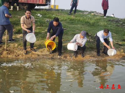 嘉鱼：开展增殖放流 修复生态环境