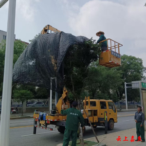 县园林局积极开展遮阴网铺设工作为城市绿植撑起“清凉伞”