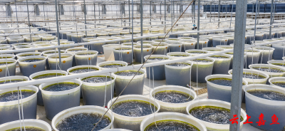 【实施产业倍增 聚焦支点建设】蓝野生物科技嘉鱼有限公司产销两旺