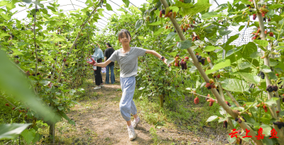 嘉鱼：桑葚园里看伦巴