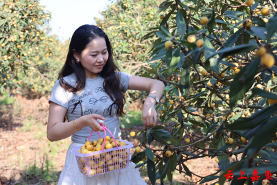 组图|高铁岭镇：枇杷丰收满枝头初夏甜蜜抢“鲜”上市