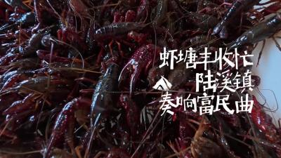 微视丨嘉鱼虾塘丰收忙 陆溪奏响富民曲