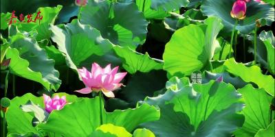 微视|夏日嘉鱼 “荷”你相约