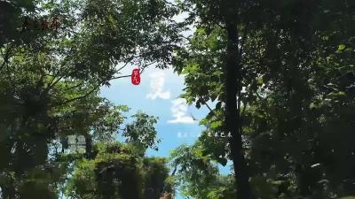 微视｜日光倾泻 万物竞秀  