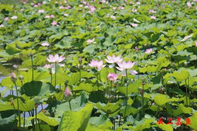 组图丨嘉鱼湖地野藕生态园荷韵悠扬，初夏赏荷正当时
