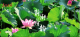 【知音湖北·花开四季】夏日嘉鱼 “荷”你相约