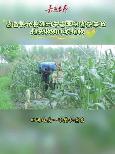 微视|嘉鱼县护县洲村千亩玉米喜获丰收 地头收购助农增收