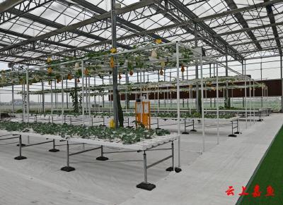 咸宁嘉鱼：科技赋能蔬菜科技馆 绘就绿色农业新画卷