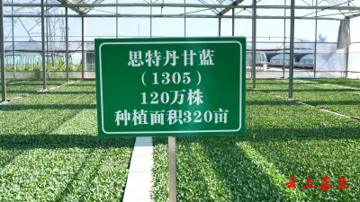 温暖的回响丨嘉鱼蔬菜，何以“嘉”话连连？答案就在田垄间