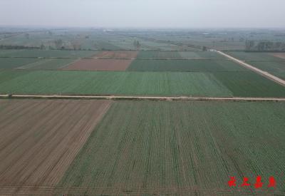 温暖的回响｜三路并进 “蔬”写未来：嘉鱼谱写蔬菜产业高质量发展新篇章