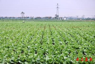 咸宁嘉鱼：以质量筑基 构建现代农业新格局