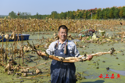 咸宁嘉鱼：“藕塘追梦”守根脉 产业兴农富乡亲