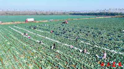 咸宁嘉鱼：“现采直供+冷链护航” 守护“舌尖上的温暖”