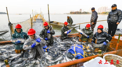 咸宁嘉鱼三湖连江梅懈湖生态鲜鱼喜获丰收