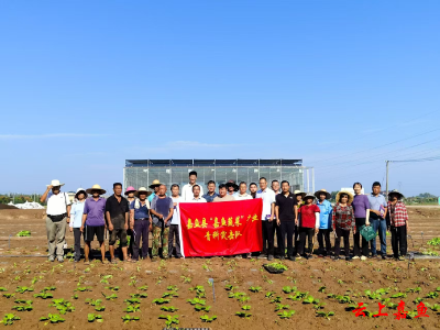 “一棵菜”的科技突围：嘉鱼蔬菜产业青科突击队的振兴答卷